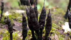 Xylaria cinerea