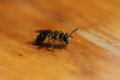 Andrena chromotricha