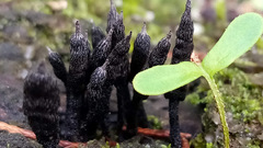 Xylaria cinerea