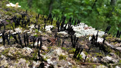 Xylaria cinerea