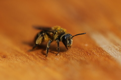 Andrena chromotricha