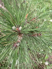 Pinus nigra