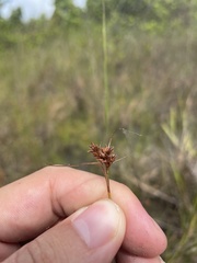 Rhynchospora fascicularis