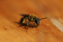 Andrena chromotricha