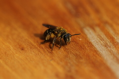 Andrena chromotricha