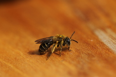 Andrena chromotricha
