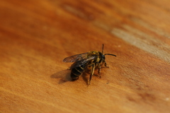 Andrena chromotricha