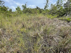 Rhynchospora fascicularis