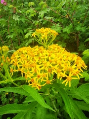 Jacobaea cannabifolia