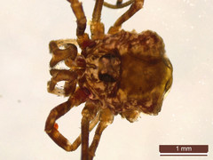 Platybunus