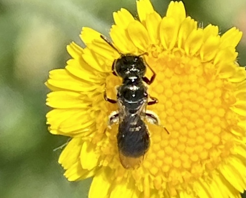 iNaturalist observation photo of Zadontomerus