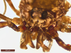 Platybunus
