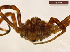 Platybunus