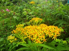 Jacobaea cannabifolia