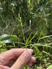 Scleria microcarpa
