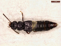 Anotylus rugosus