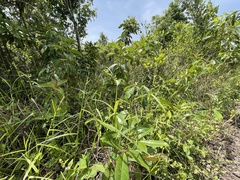 Scleria microcarpa