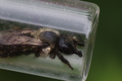 Megachile gemula