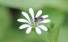 Megalybus pictus