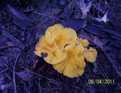 Cantharellus