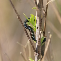 Trirhabda bacharidis