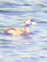 Podilymbus podiceps