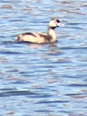 Podilymbus podiceps