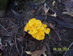 Cantharellus