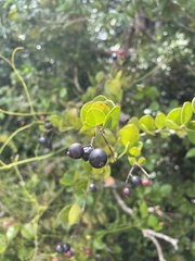 Myrcia citrifolia