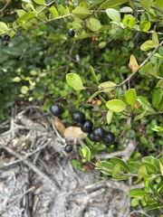 Myrcia citrifolia