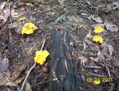 Cantharellus