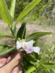 Clitoria laurifolia