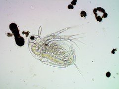 Moina weismanni