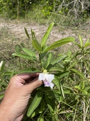Clitoria laurifolia