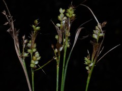 Carex hirsutella