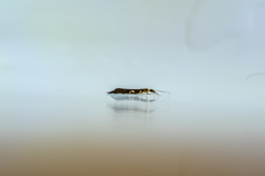 Euborellia annulipes