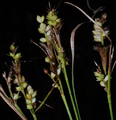 Carex hirsutella