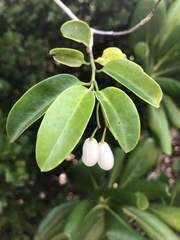 Vallesia