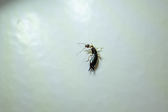 Euborellia annulipes