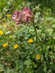 Astrantia major