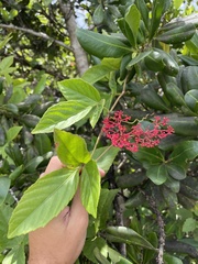 Cissus erosa