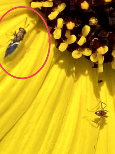 iNaturalist observation photo of Pteromalidae