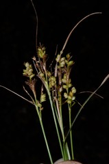 Carex hirsutella
