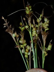 Carex hirsutella