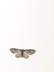 Idaea rusticata