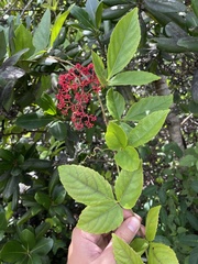 Cissus erosa