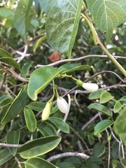 Vallesia