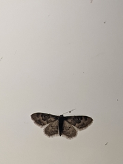 Idaea rusticata