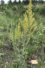 Solidago speciosa jejunifolia