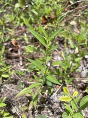 Microstachys corniculata